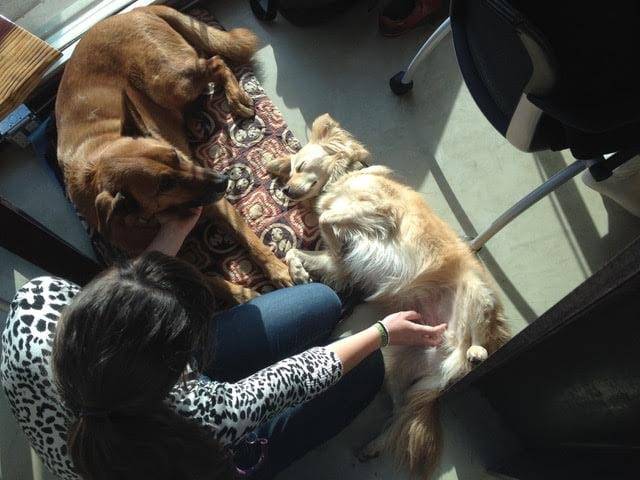 How to Create a Dog-Friendly Coworking Space